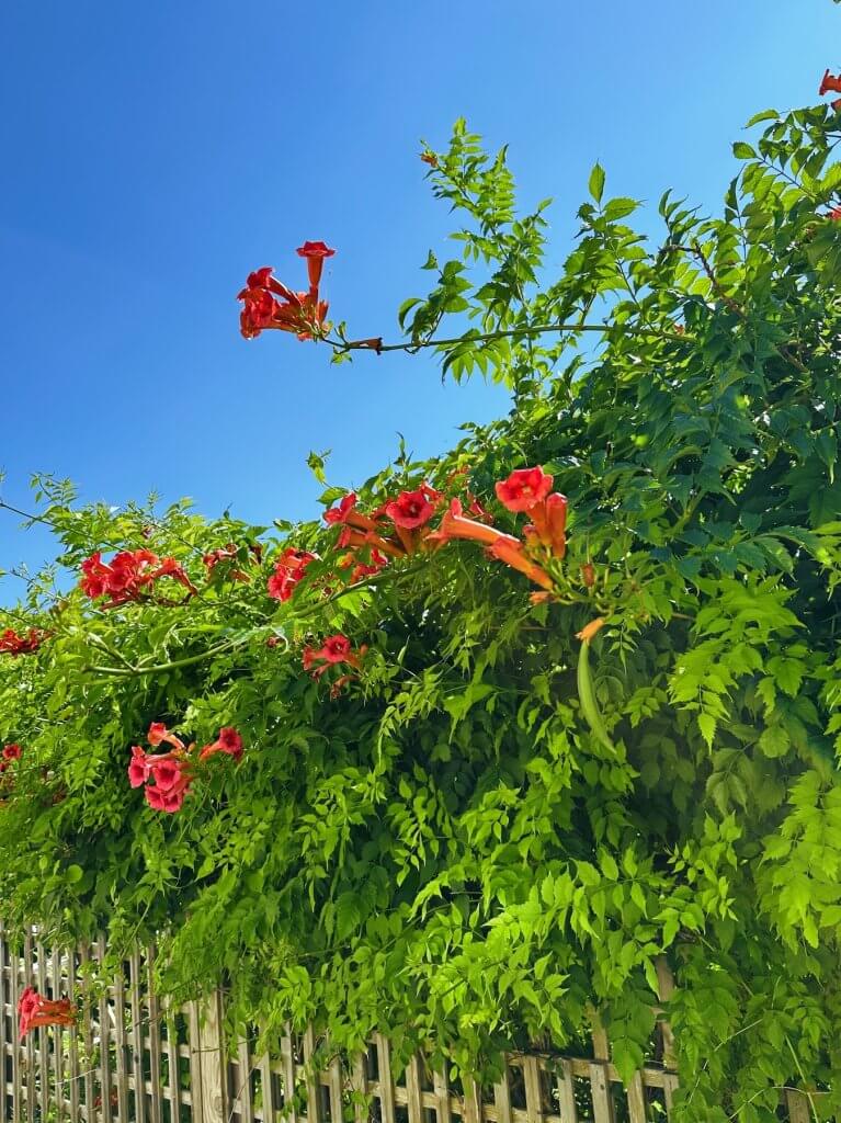 Matthias Maier | Trumpet vine