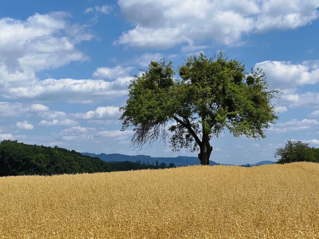 Matthias Maier | Apple tree in the oat field