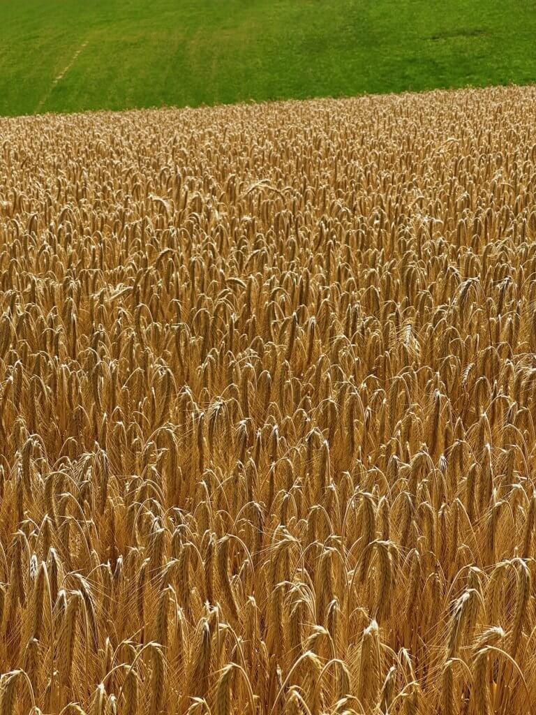 Matthias Maier | Barley and grass