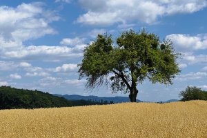 Matthias Maier | Stories | Week 28 2025 | Summer landscape in Germany
