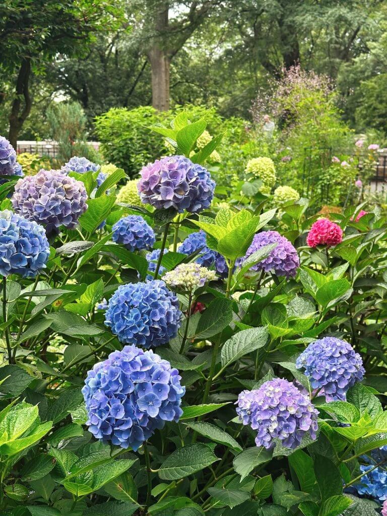 Matthias Maier | Hydrangeas