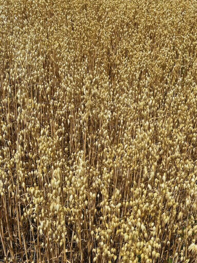 Matthias Maier | Oat