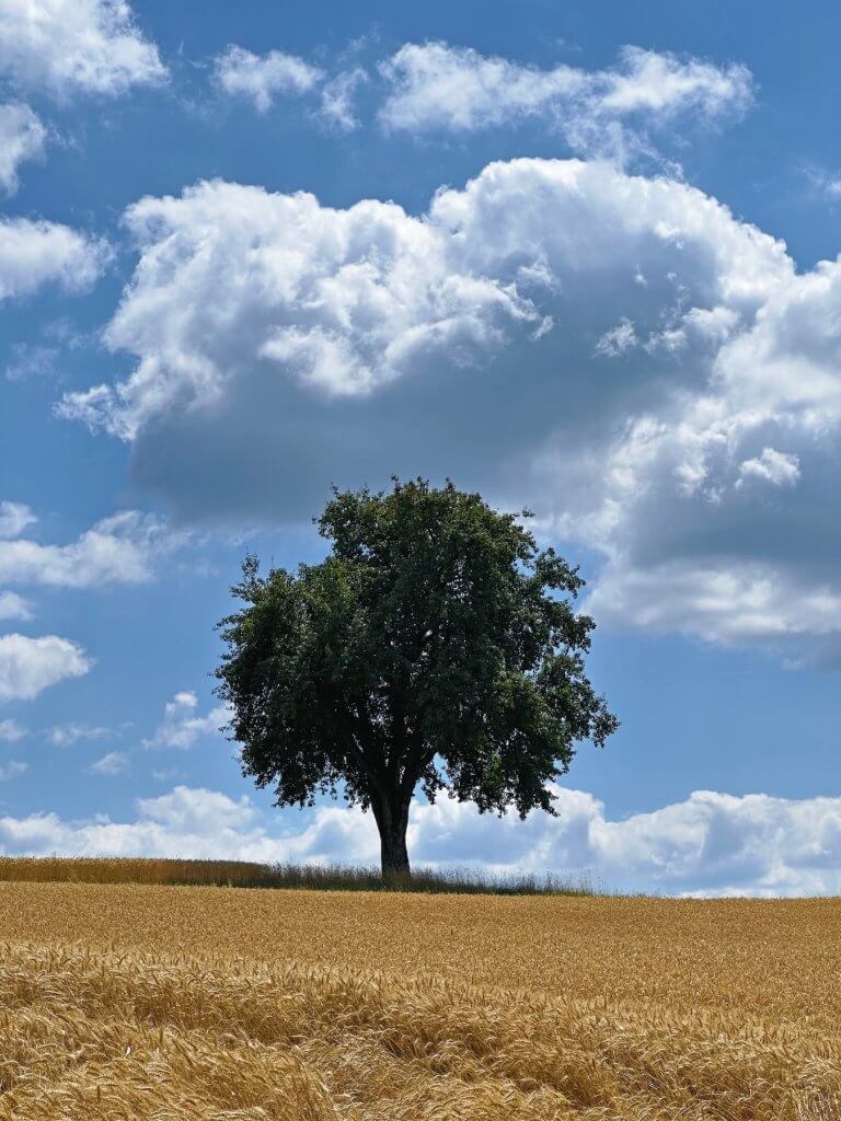 Matthias Maier | Summer