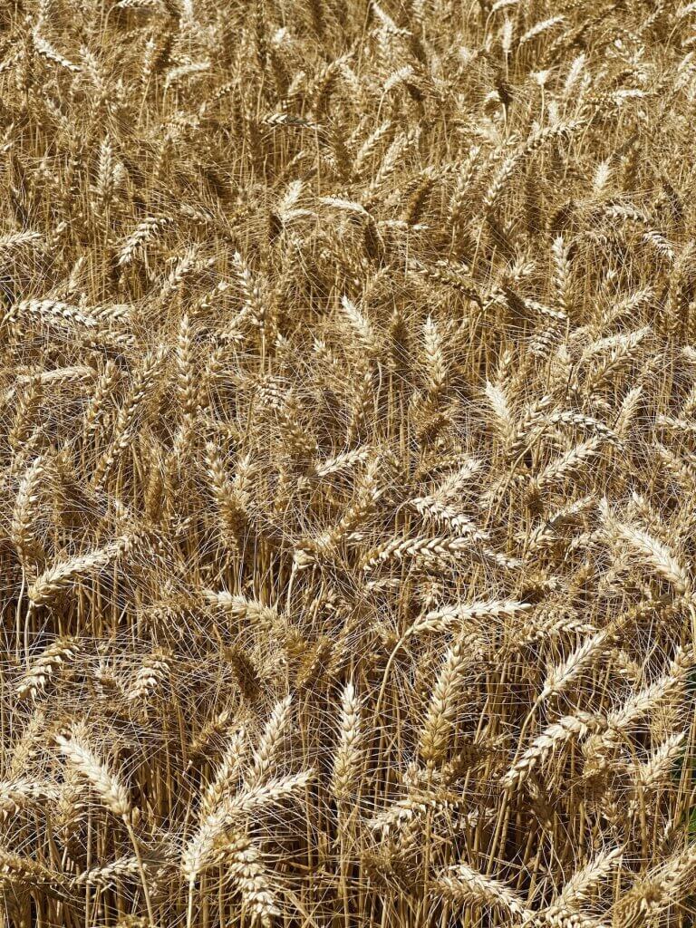 Matthias Maier | Wheat