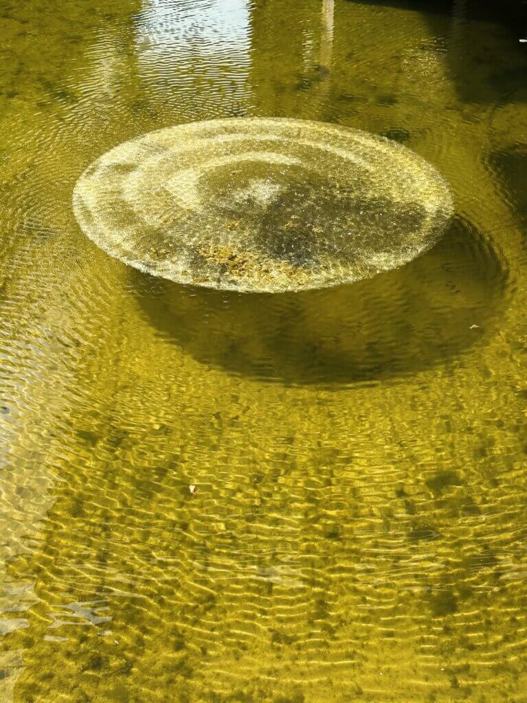 Matthias Maier | Philippe Parreno: Water lilies