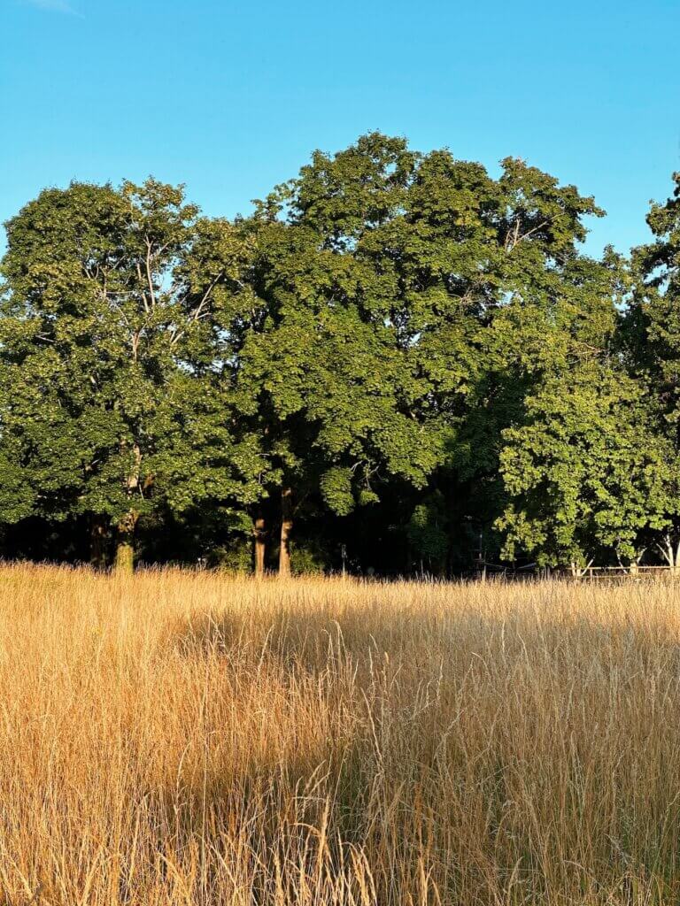 Matthias Maier | Dry grass