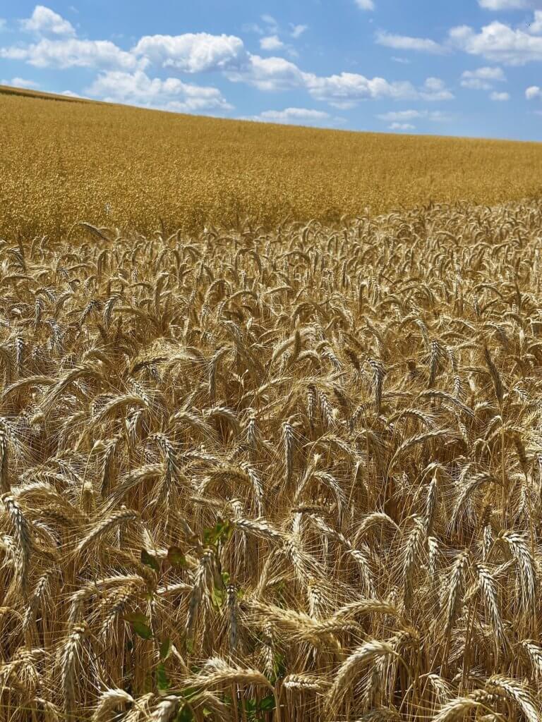 Matthias Maier | Grain fields
