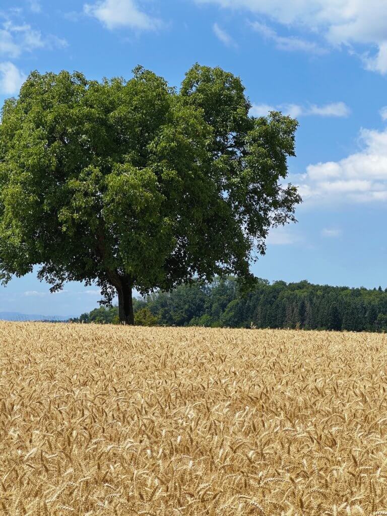 Matthias Maier | Walnut tree