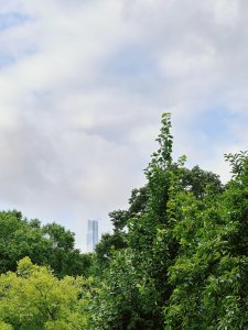 Matthias Maier | Tower behind the trees