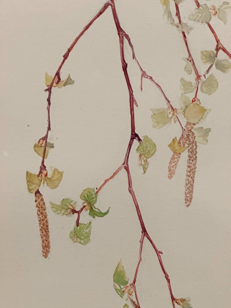 Matthias Maier | Hilma af Klint: Nature study