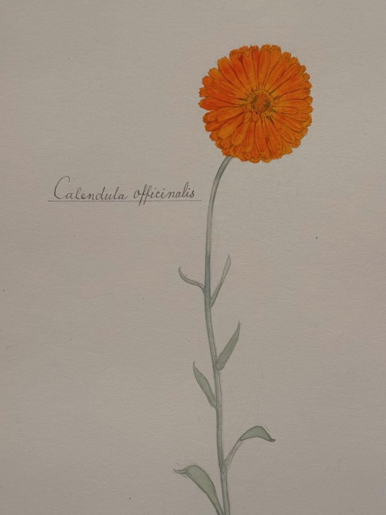 Matthias Maier | Hilma af Klint: Nature study