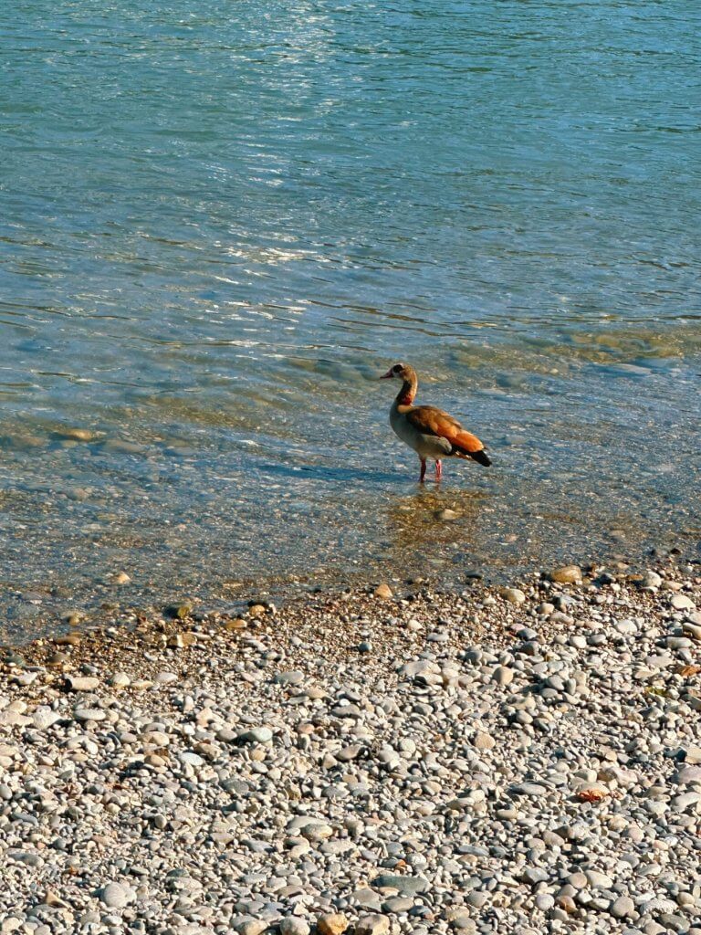 Matthias Maier | Egyptian goose