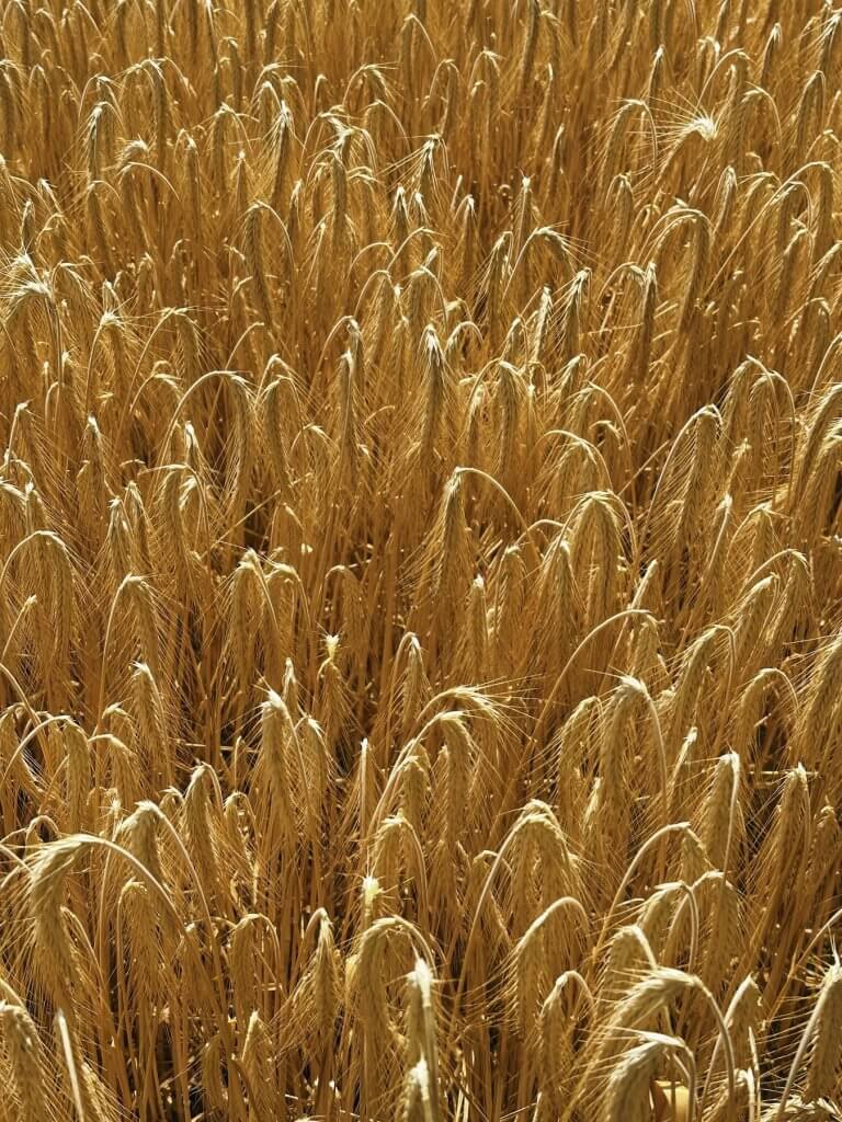 Matthias Maier | Barley