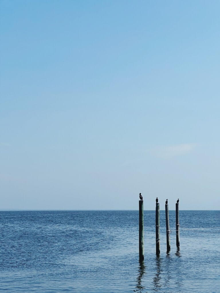 Matthias Maier | Four Cormorants