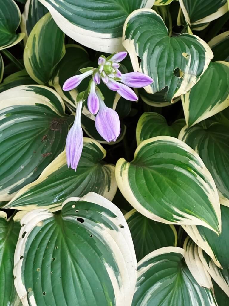 Matthias Maier | Hosta Blossom