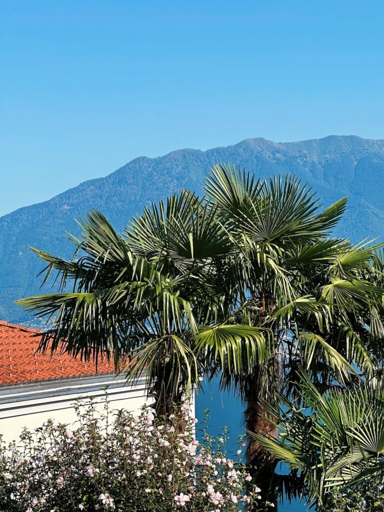 Matthias Maier | Palm trees