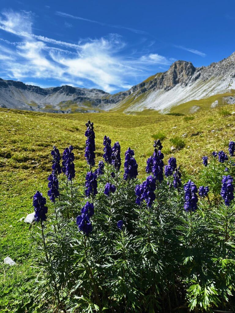 Matthias Maier | Monkshood