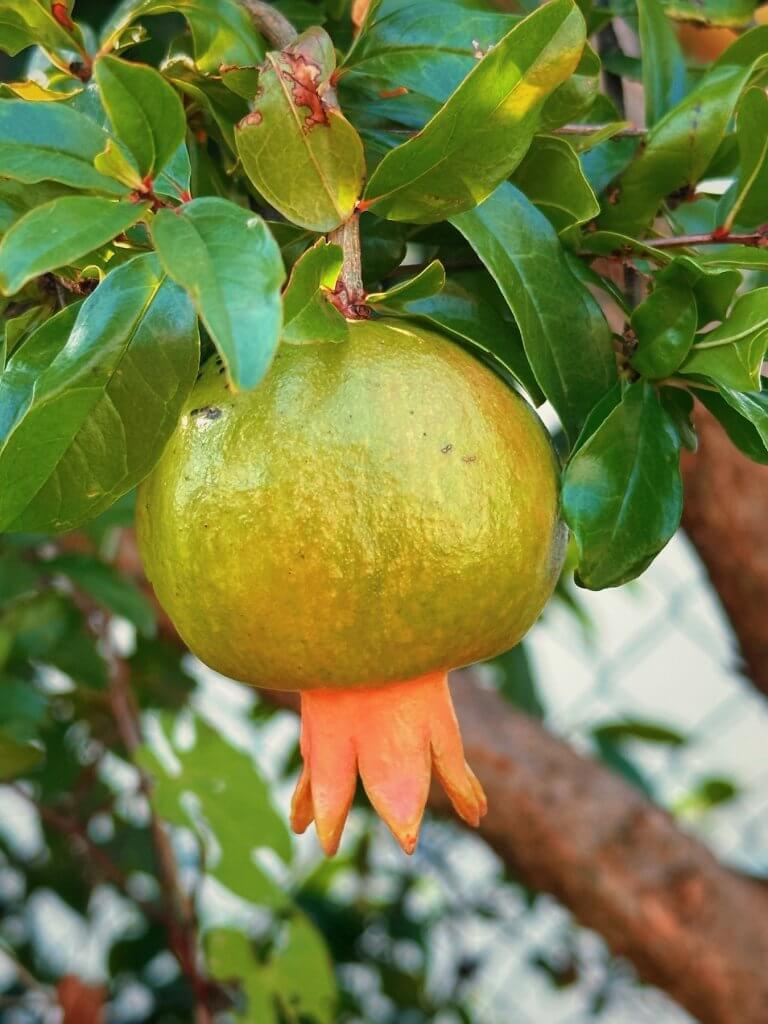 Matthias Maier | Pomegranate