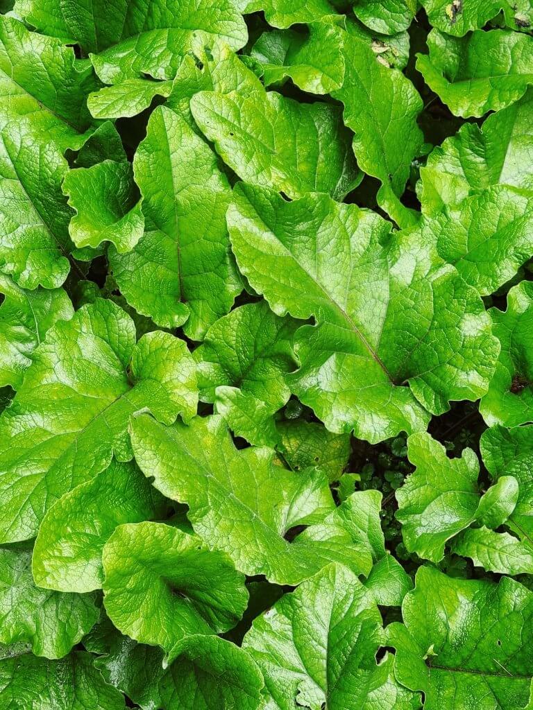 Matthias Maier | Lesser Burdock leaves