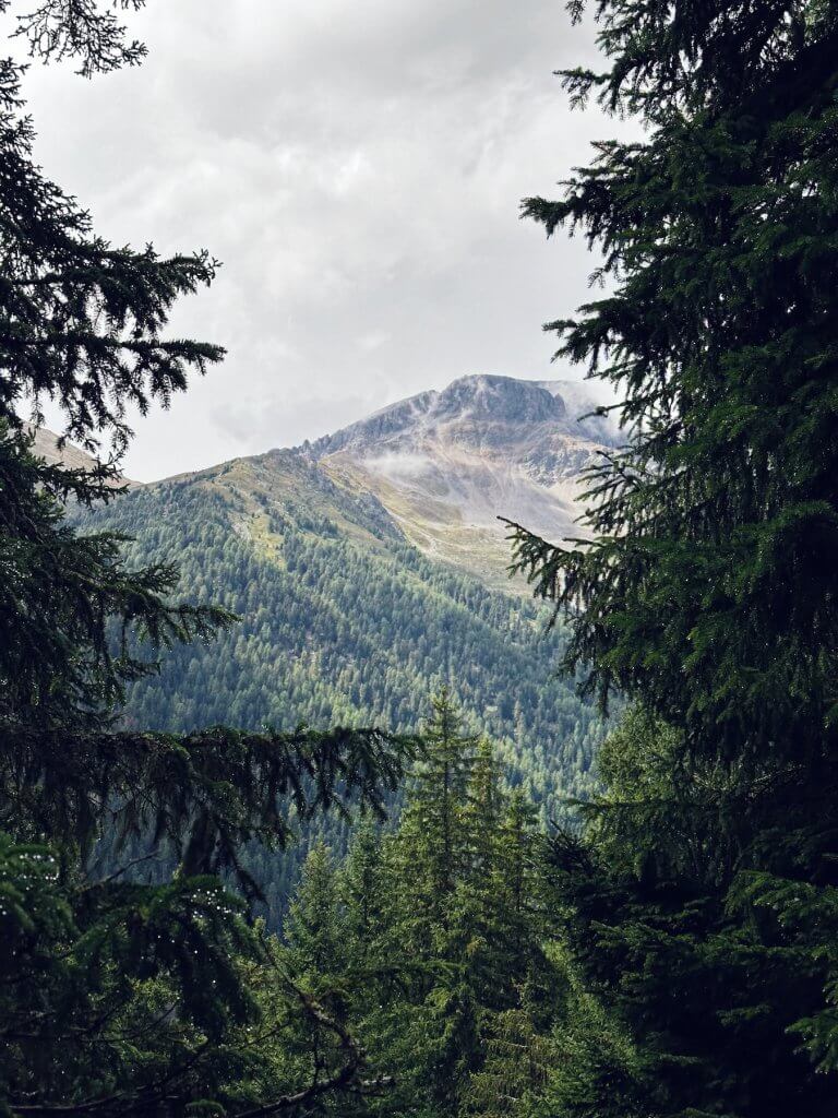 Matthias Maier | View through the pine trees