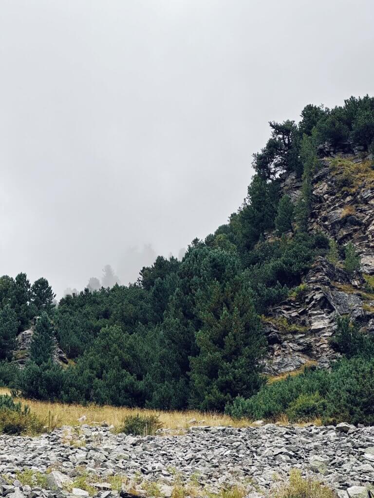 Matthias Maier | Swiss Mountain Pines