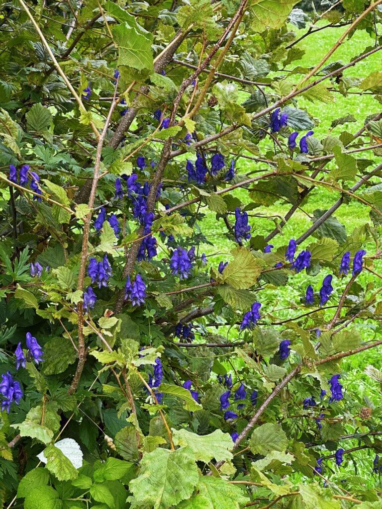 Matthias Maier | Blue monkshood in the hazelnut bush