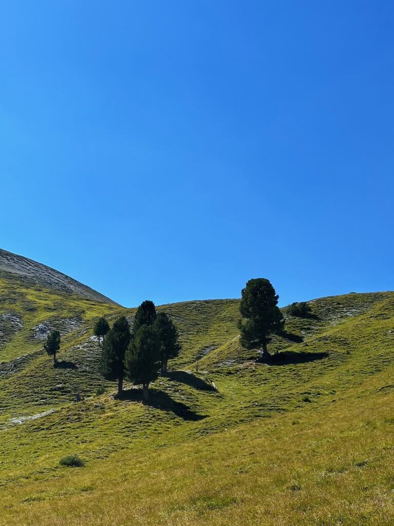 Matthias Maier | First trees