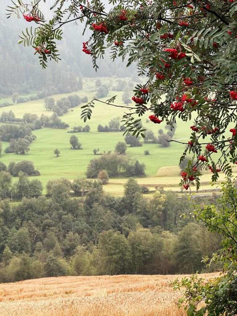 Matthias Maier | Rowan tree