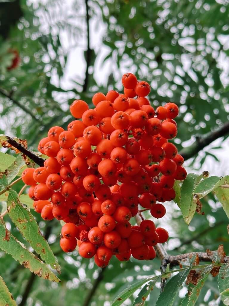 Matthias Maier | Rowan berries