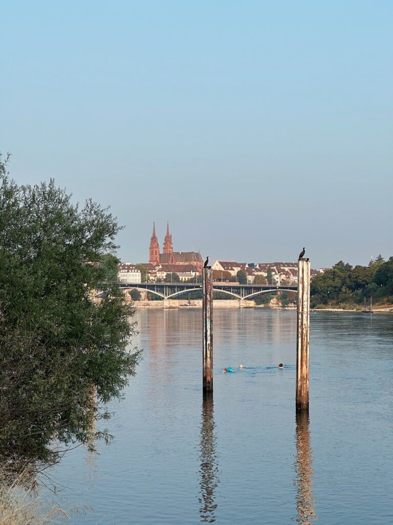 Matthias Maier | Morning swimmers and cormorants