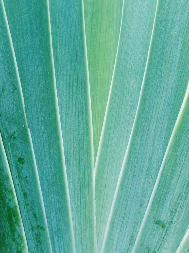 Matthias Maier | Iris leaves