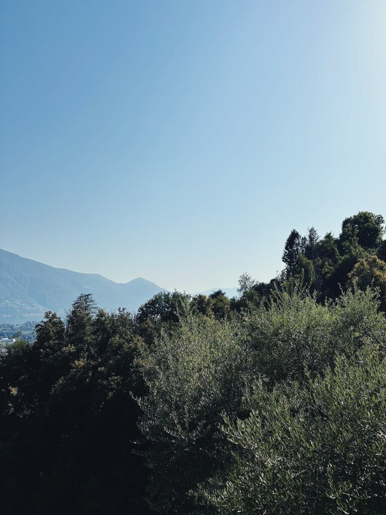 Matthias Maier | Olive tree