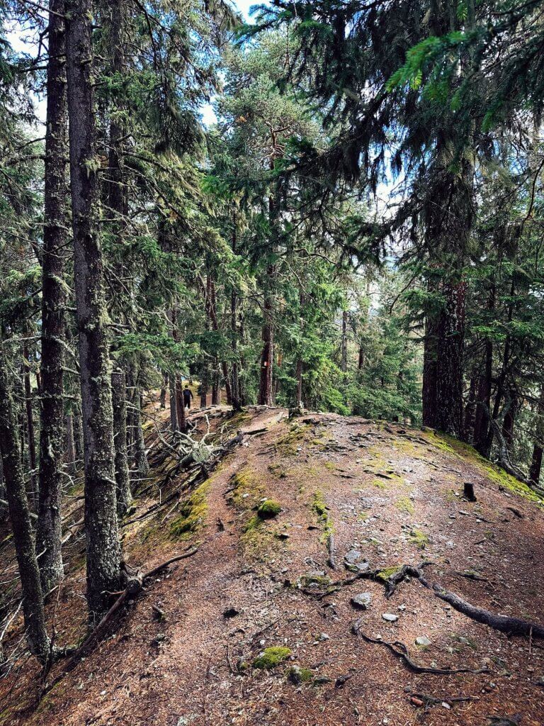 Matthias Maier | Hiking through the forest