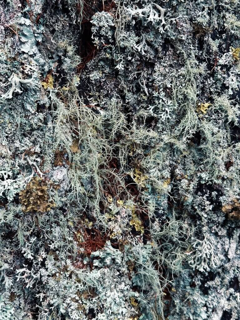 Matthias Maier | Bark lichen