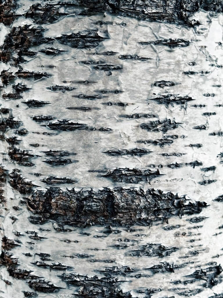 Matthias Maier | Birch bark