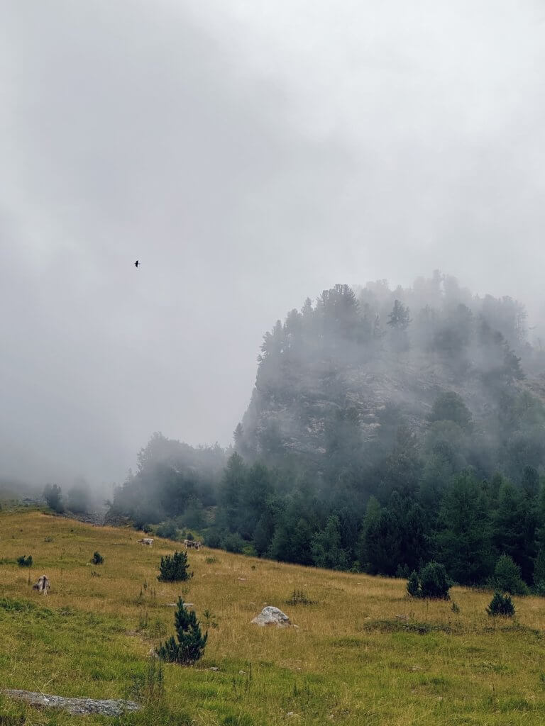 Matthias Maier | Cows on the alpine pasture