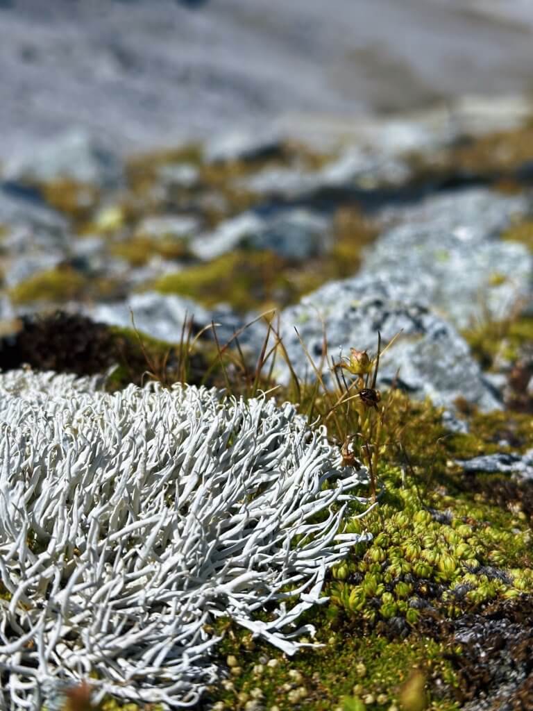 Matthias Maier | Micro botanics
