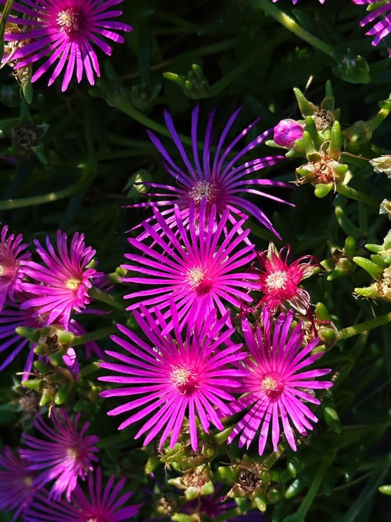 Matthias Maier | Midday flowers