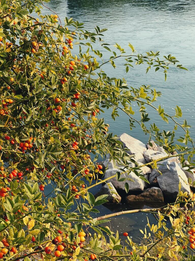 Matthias Maier | Rose hips