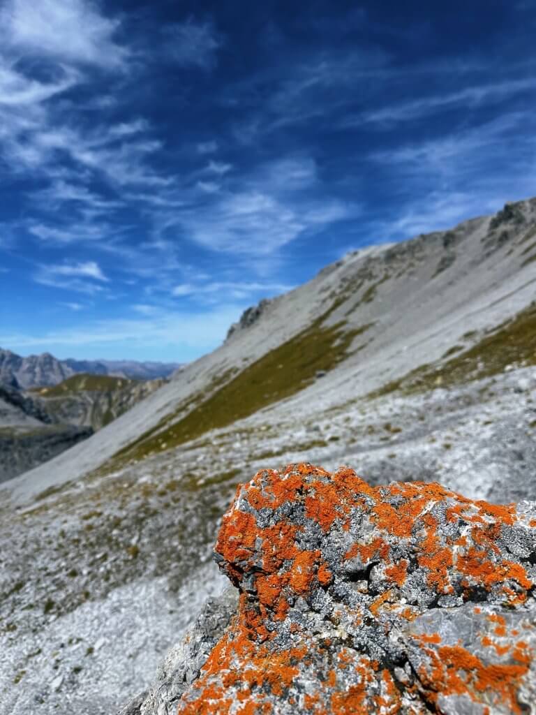 Matthias Maier | Colorful lichen