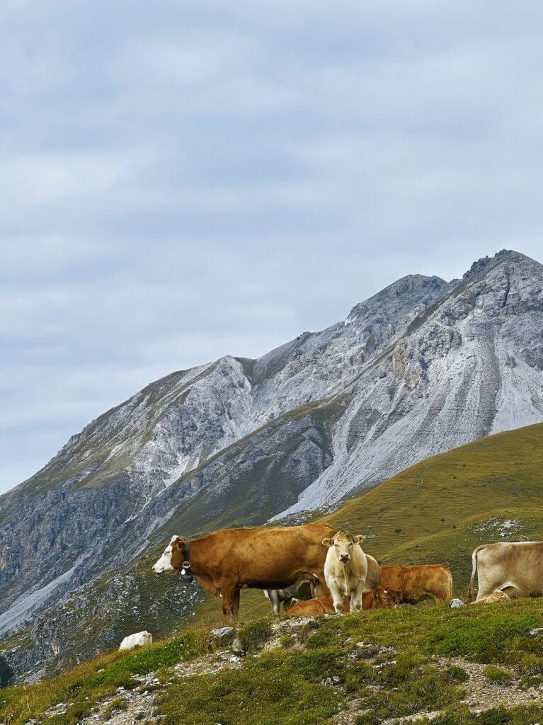 Matthias Maier | Cattle herd