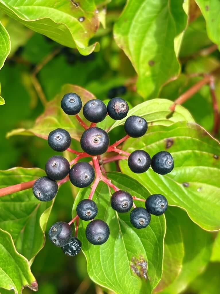 Matthias Maier | Dogwood berries