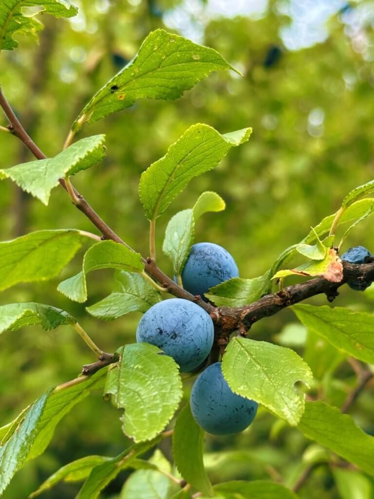 Matthias Maier | Blackthorn blue