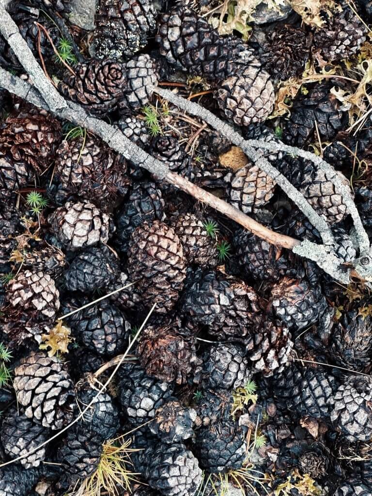 Matthias Maier | Pine cones
