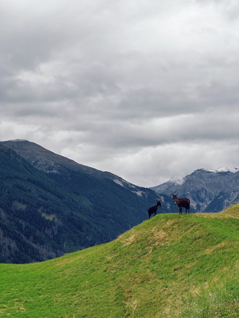 Matthias Maier | Goats