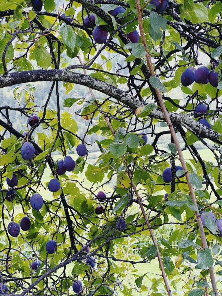 Matthias Maier | Plum tree