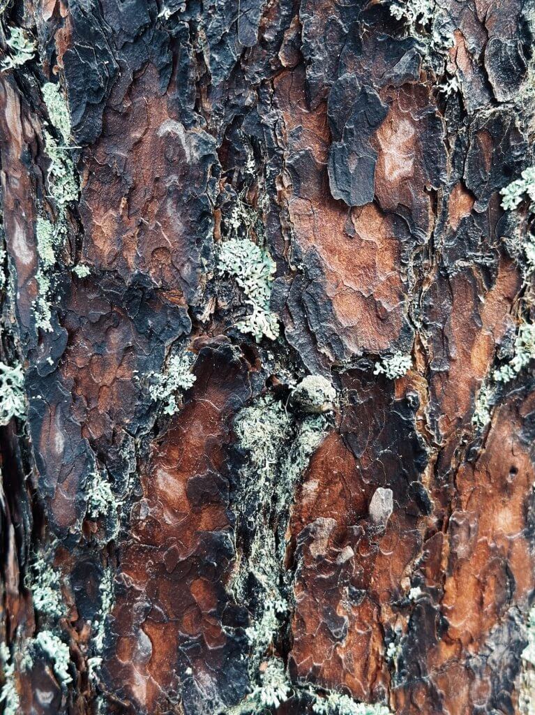 Matthias Maier | Pine bark