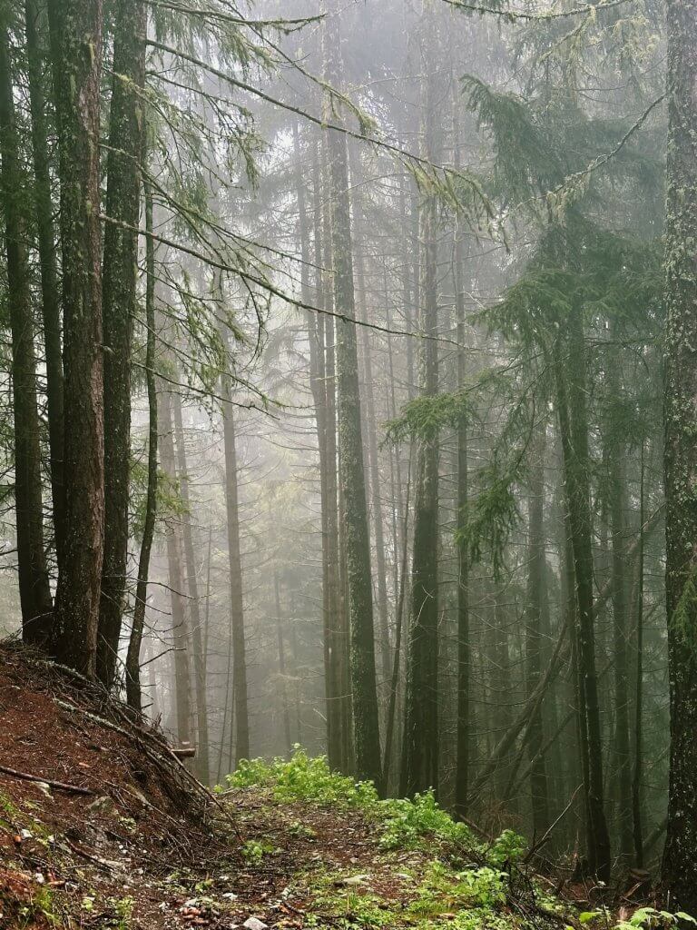 Matthias Maier | Misty forest