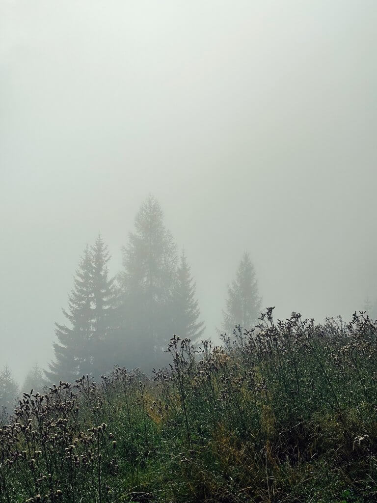 Matthias Maier | Creeping thistles
