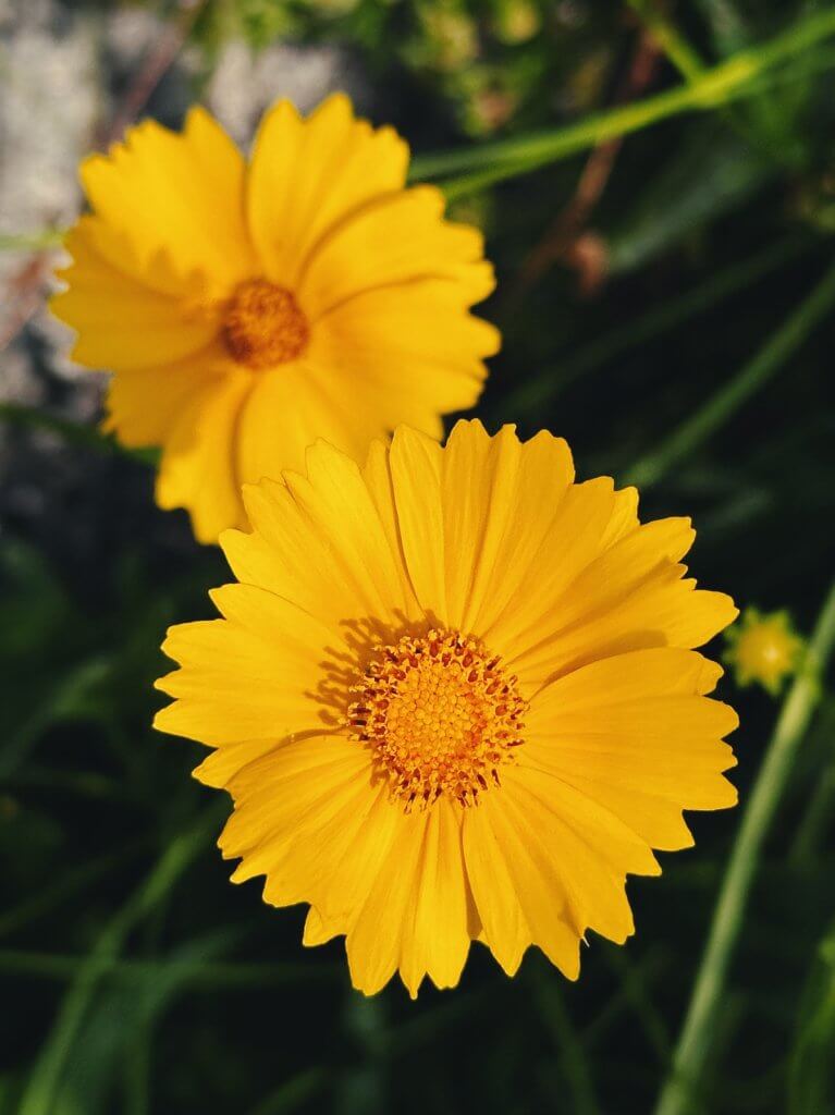 Matthias Maier | Calliopsis